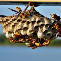 Goode Wasp Removal Canberra image 2